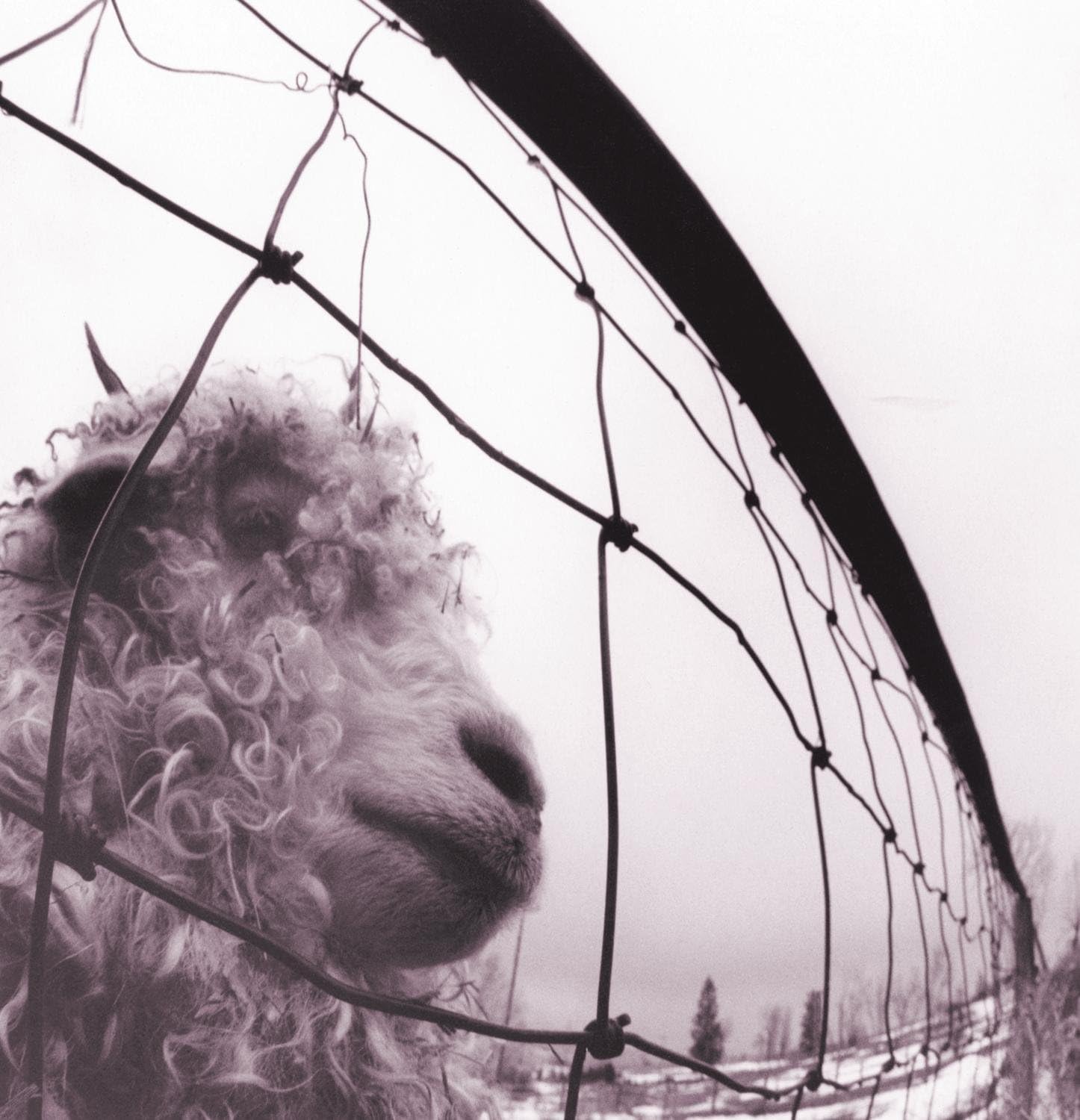 CAPA Pearl Jam - Vs. - Imagem 1